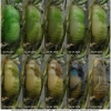 pol icarus pupa8 volg1
